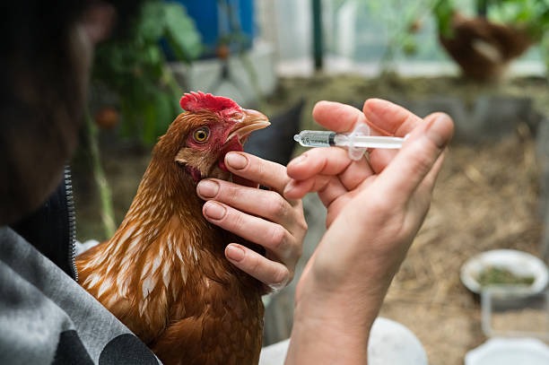 The Essential Guide to Maintaining a Healthy Flock: Understanding Care and Treatment