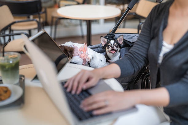 Understanding ESA Letter Online Process and Benefits