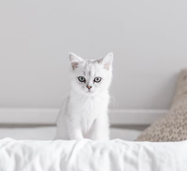 What do Golden Chinchilla Cat kittens eat?